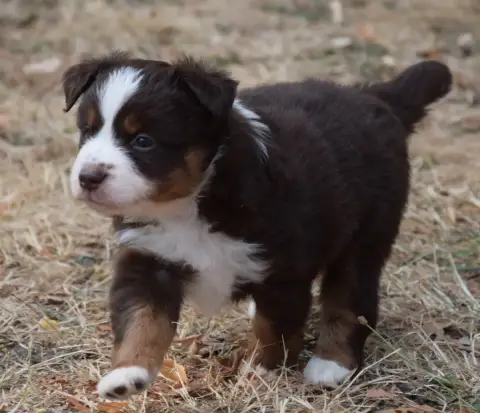 Berger Américain Miniature  Chiot N°5 photo 3