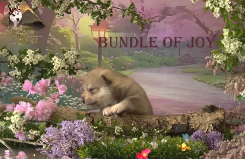 Siberian Husky  Bundle Of Joy De Naya'S Dream Wolf Va 73930 photo 2