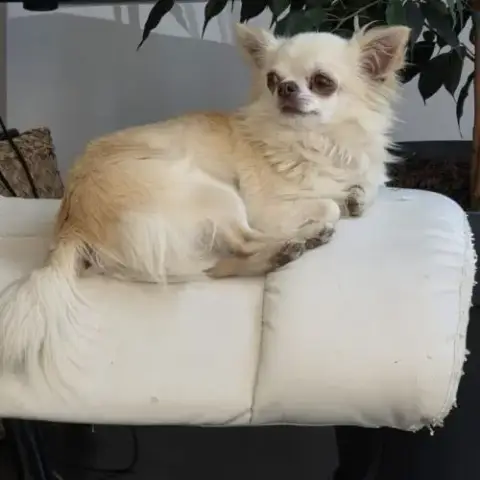 Magnifique