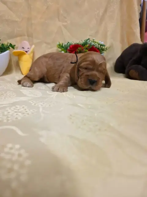 Cocker Spaniel Anglais 
                        B.... b52eb