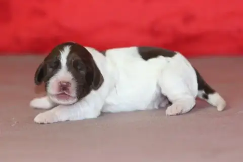 English Springer Spaniel  Male N°5 Des Diamants Verts c985c