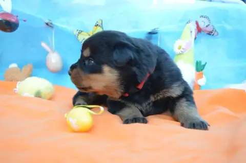 Rottweiler  Collier Rouge Des Gardiens De Feu photo 3