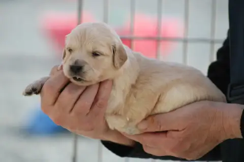 Golden Retriever  Chiot N°9 Des Romarins De Mayerling b4224