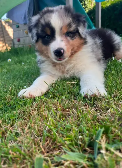 Berger Australien  Chiot N°2 photo 3