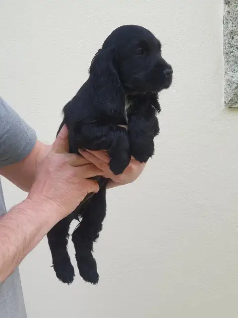 Cocker Spaniel Anglais  Breizh De Lambaol