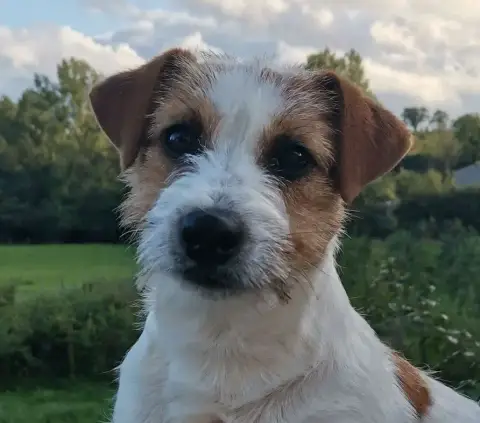 Jack Russell Terrier  Bb1- photo 3