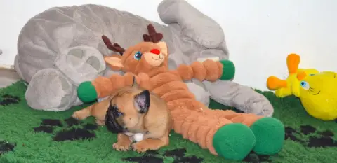 Bouledogue Français  Barry Des Dobs D'Arnoline photo 2