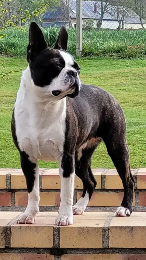 Boston Terrier  Brownie Du Domaine De La Cour Souvera 93e95 photo 3