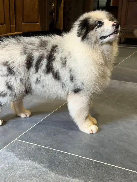 Berger Australien  Chiot N°3 Royal Fluffy