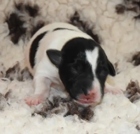 Fox Terrier Poil Lisse  Chiot photo 3