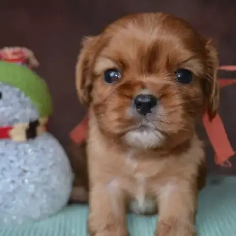 Chiots Cavaliers King Charles Lof