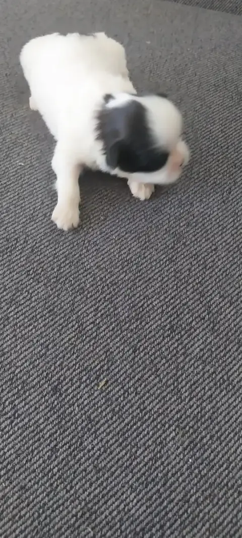 Shih Tzu  Chiot N°1 Du Domaine Du Village Fleuri