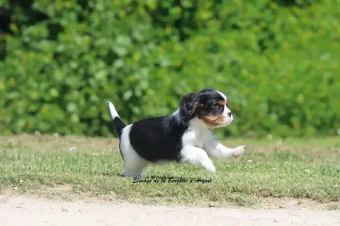 Cavalier King Charles Spaniel  Baya De La Bergerie D' 88034 photo 3