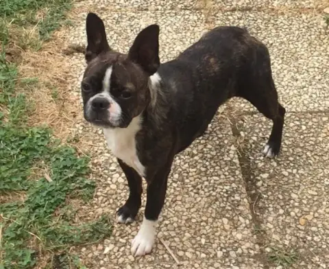 Boston Terrier  Chiot N°3 Du Temple Des Gremlins photo 3