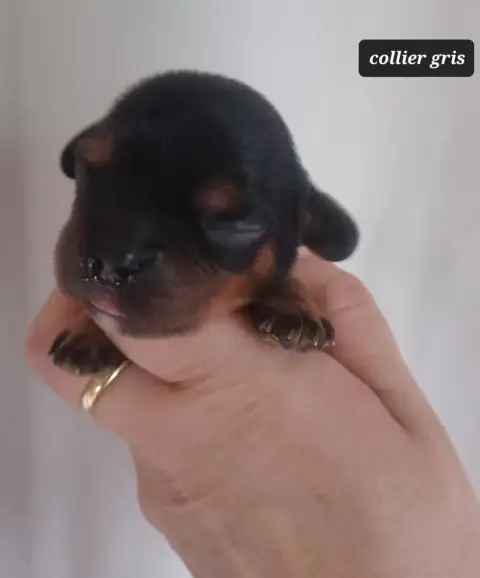 Cavalier King Charles Spaniel  Collier Gris Du Domain de029