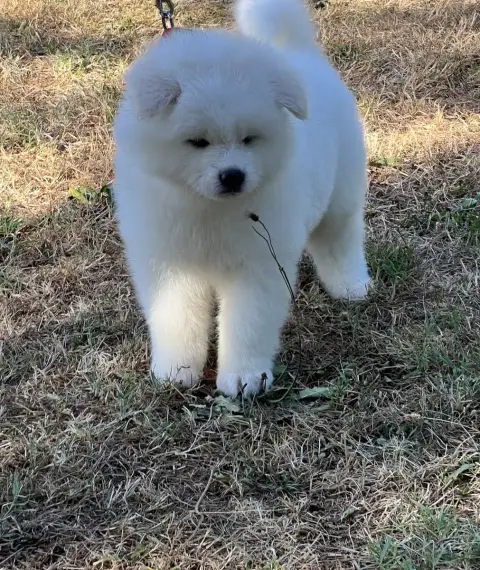 Akita  Chiot N°2 Des Dragons Du Soleil Levant