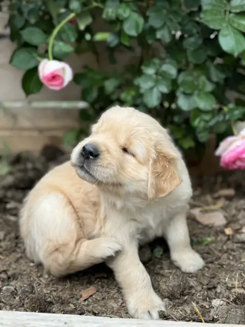 Golden Retriever  Breiz