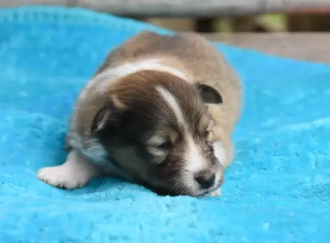 Shetland Sheepdog  Chiot N°1 Des Collines De Sagne photo 2