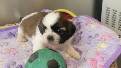Adopter Shih Tzu 
                        Chiot N°2 Du Domain 07644
