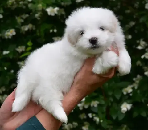 Coton De Tulear  Chiot N°4 De Dame Nature photo 2