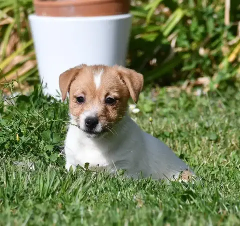 Jack Russell Terrier 
                        Chiot 1 4d628 photo 2