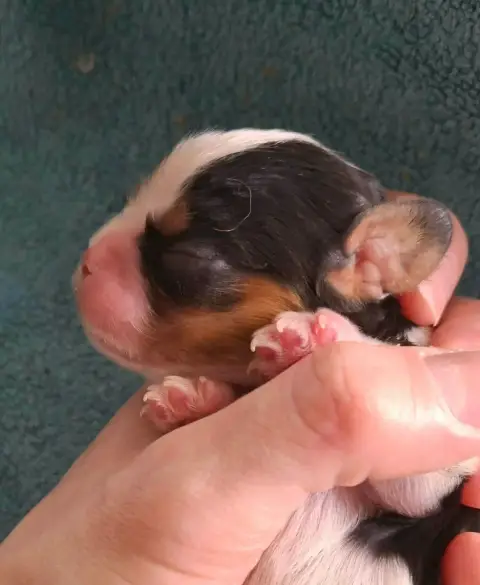 Cavalier King Charles Spaniel  Chiot N°3 De L'Elite D 49745 photo 3