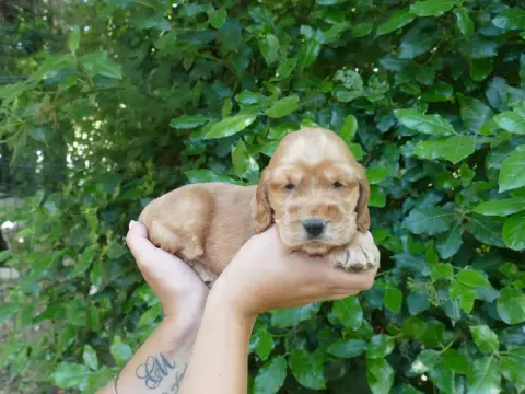 Cocker Spaniel Anglais  Male Collier Vert Du Temps De 282a7