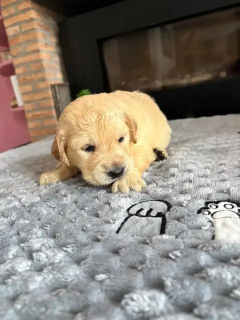 Golden Retriever  Chiot N°2 photo 2