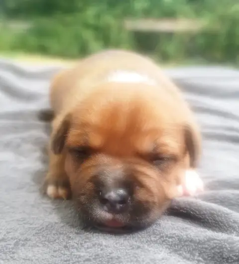 Staffordshire Bull Terrier  Chiot N°1 Everybody'S Got 634d1
