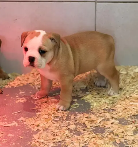 Bulldog Continental  Femelle 2 Bb Joy Des Dieux De L' 420e7