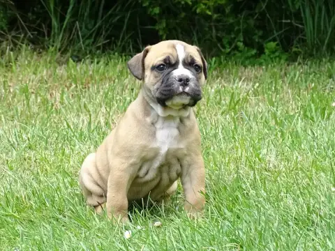 Bulldog Continental  Bentley Du Mont De L'Aigle