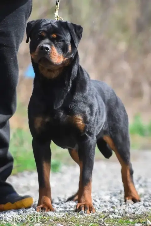 Rottweiler  Collier Vert Fluo Von Schwarzer Beschütze 97186 photo 3