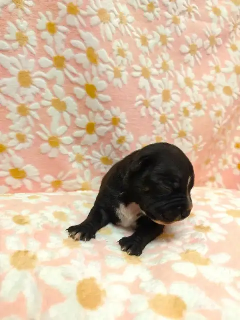 Staffordshire Bull Terrier  Femelle 01 The Black Of M aedb4