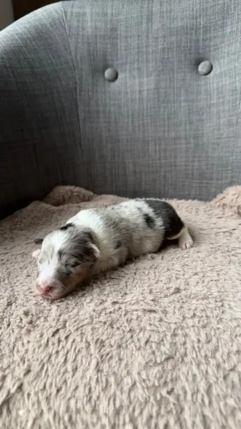 Shetland Sheepdog  Chiot 2 Du Banc Des Hermelles photo 2