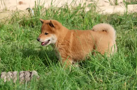 Shiba  Bao Des Seigneurs D'Orient photo 2