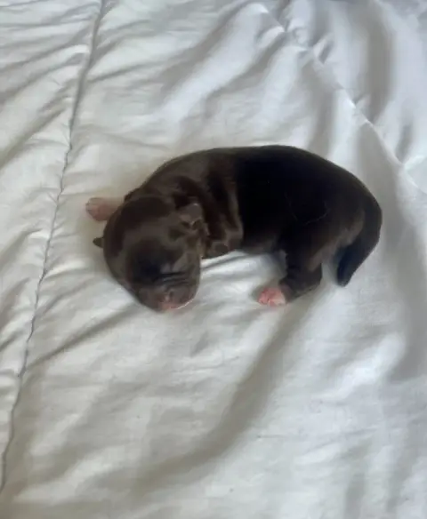 Chihuahua  Chiot N°1 Des Joyaux Divins