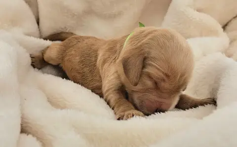 Cocker Spaniel Anglais  Biscuit photo 2