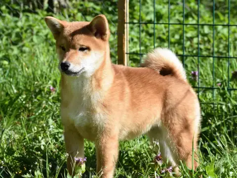 Shiba