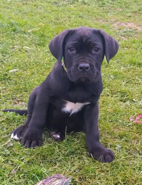 Cane Corso  Luna De La Tribu Amazone photo 3