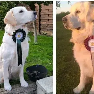 Chiots Golden Retriever Lof Pour Fin Juillet