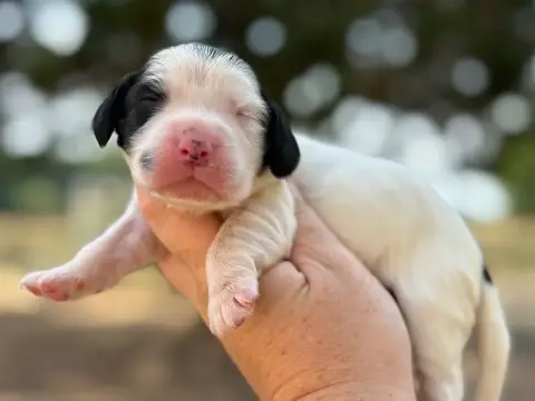 Cocker Spaniel Anglais 
                        Femel 1f39f