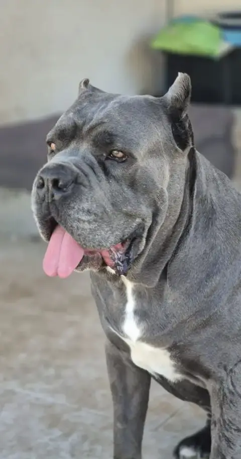 Cane Corso  Baya Cerberes Legend photo 2