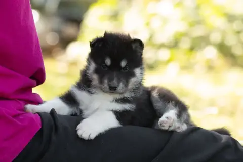 Siberian Husky  Betsy Of Umok'S Dreams