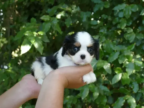 Cavalier King Charles Spaniel  Chiot N°1 Du Temps Des cfa61 photo 3