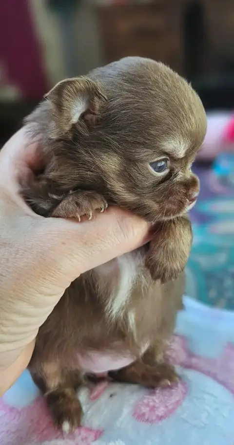 Chihuahua  Bijoux Of Little By Little photo 2
