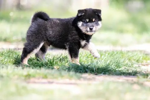 Shiba  Chiot 1 Du Bois De Compiègne photo 3