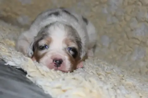 Berger Australien  Blueberry White Snow Sheperds photo 2