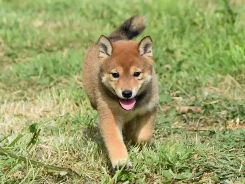 Shiba