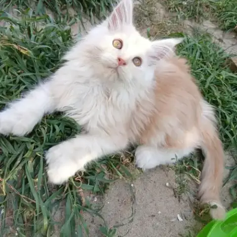 Chatons Tout Mignons Maine Coon