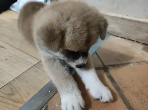 Adopter Akita 
                        Collier Violet Des Com d170a